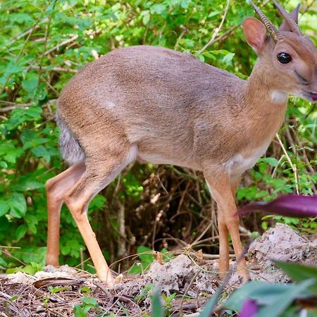 Unguja Lodge Кизимкази Экстерьер фото